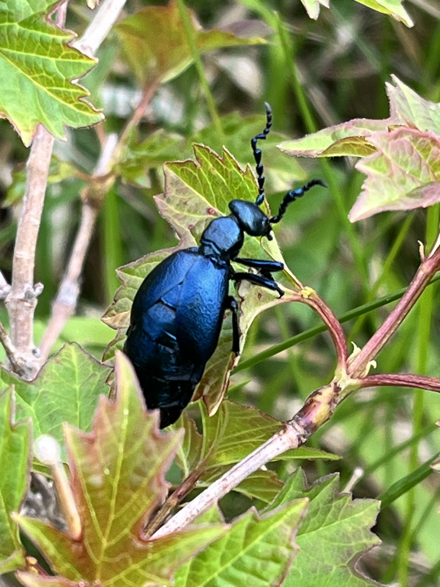 Insekter Østre Anlæg -Image 