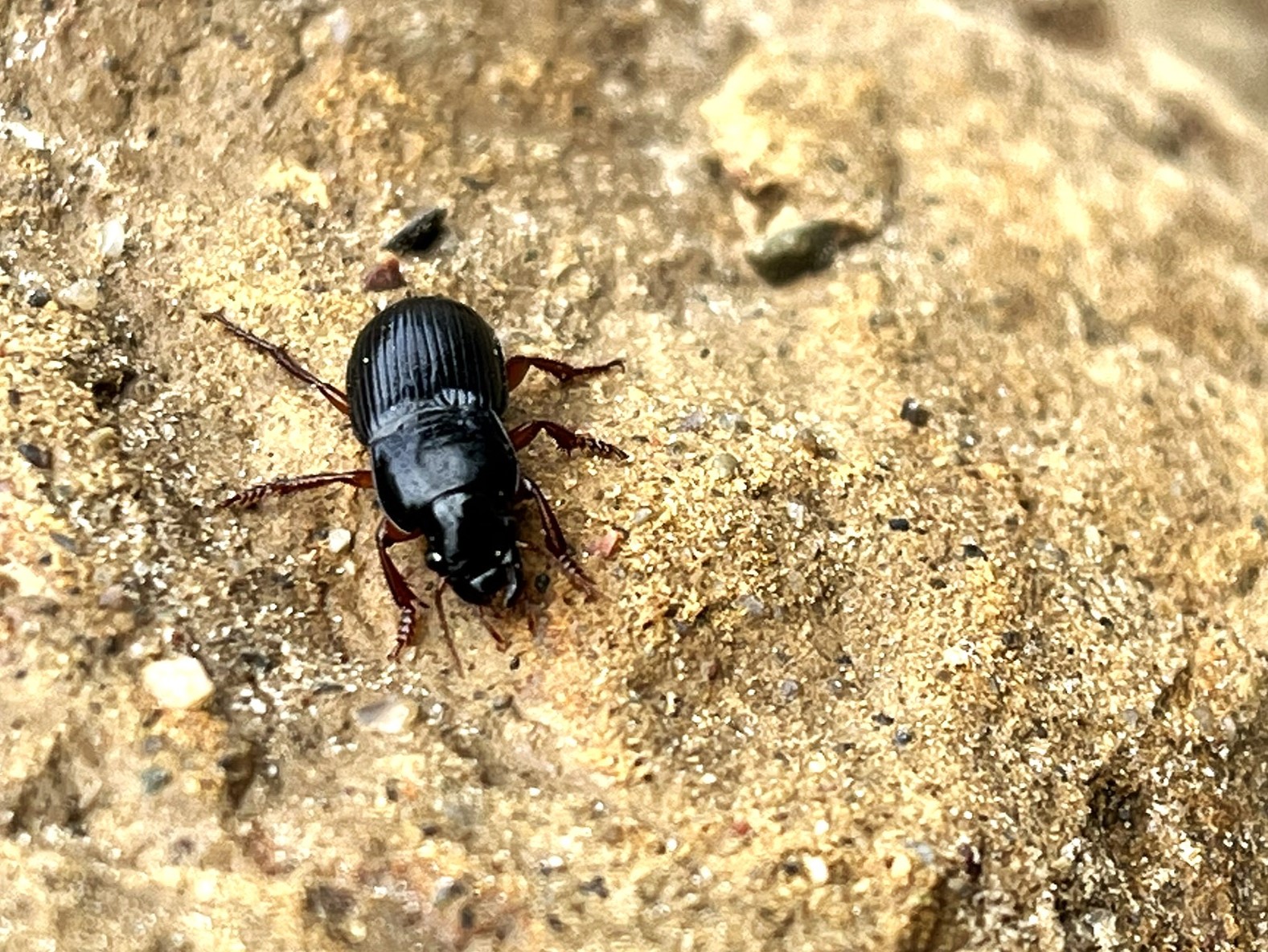 Insekter på Amager Fælled -Image 