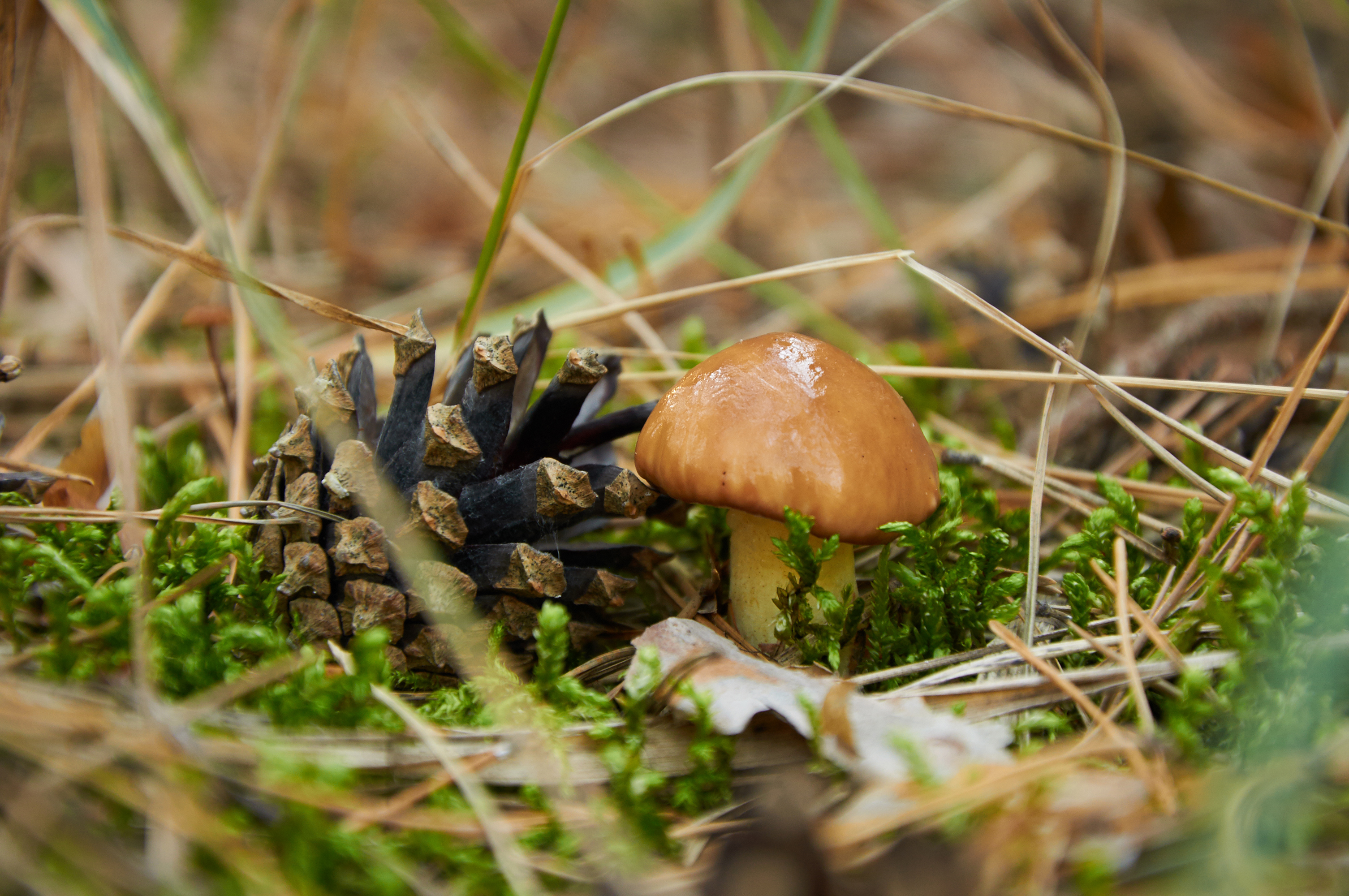 Julepynt på Amager Fælled -Image 
