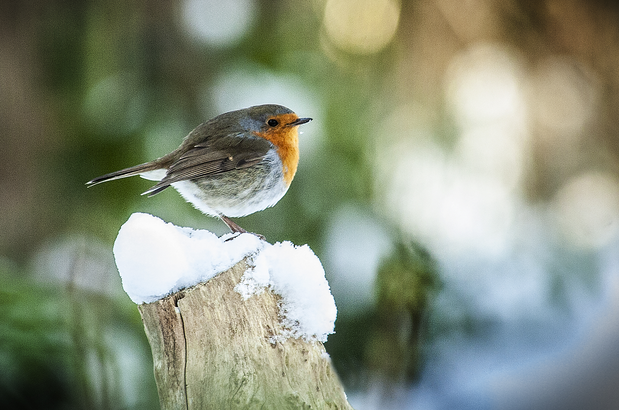 Vinterens fugleliv -Image 