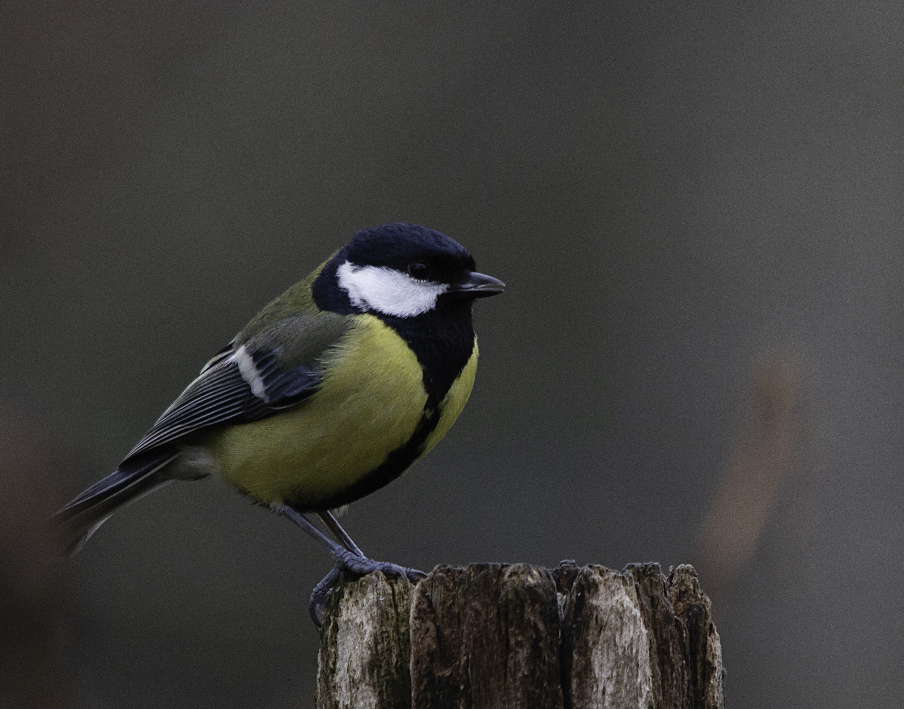 Fugleliv på legepladsen -Image 