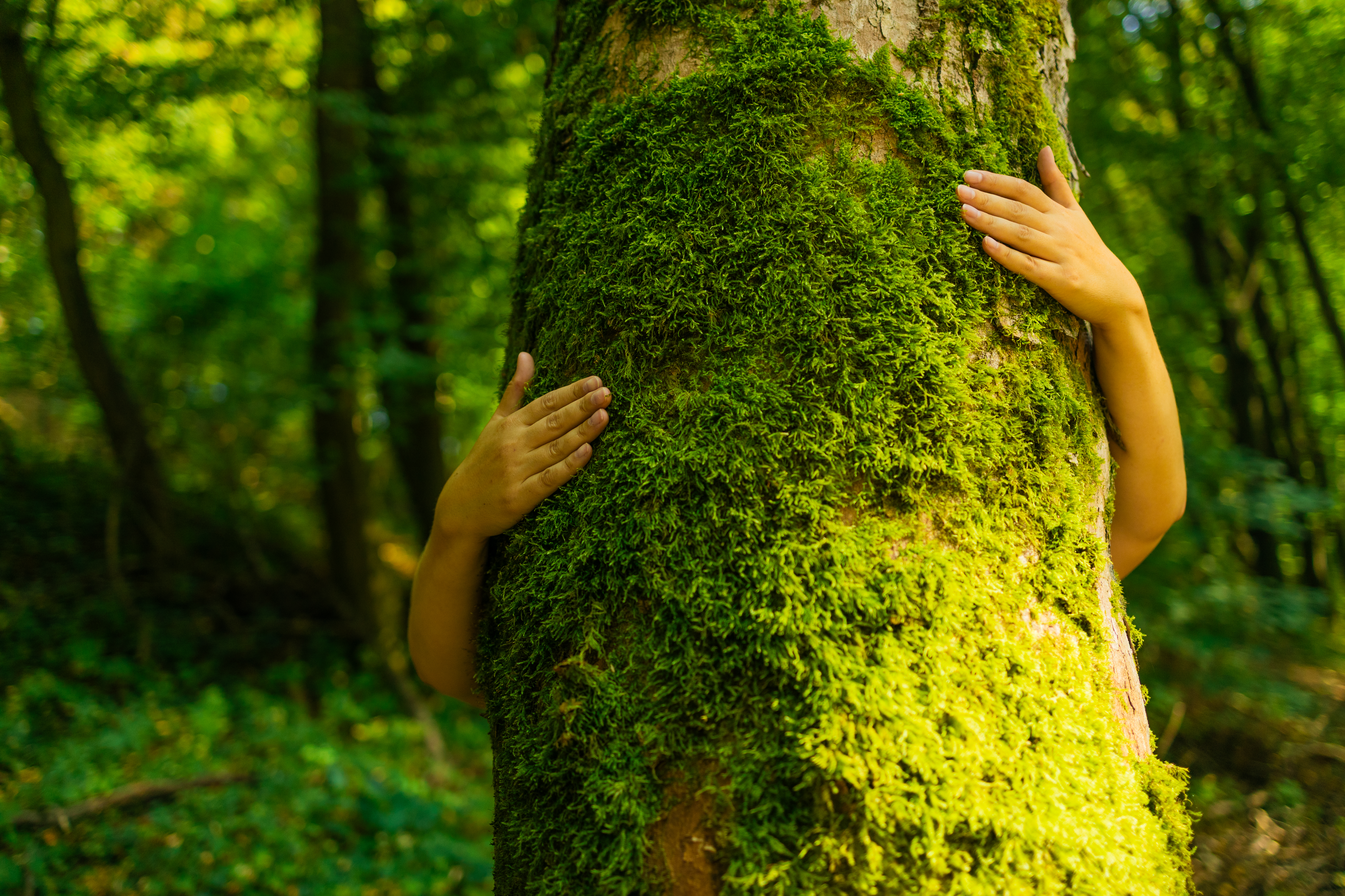 BNM - Mærk forårsskoven -Image 